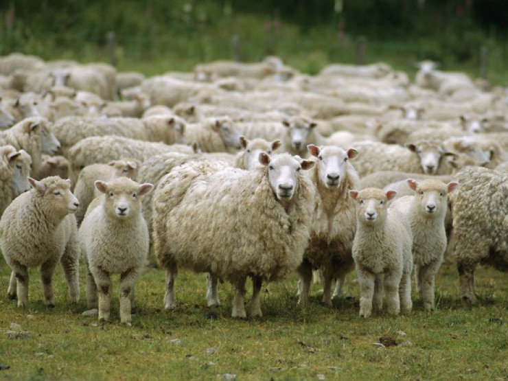 სოფლის მეურნეობის ექსპერტი: “ქართველებს ურჩევნიათ, ცოცხალი ცხვარი გაყიდონ, ვიდრე თავი შეიწუხონ და ხორცი აწარმოონ…”